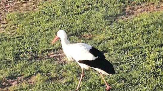 Пансионат «Аист» фото 5