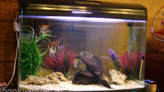 Пансионат Русь на Большом проспекте фото 3