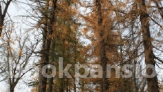 Пансионат Павловский фото 7