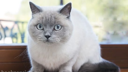 Пансионат «Дача» Юкки фото