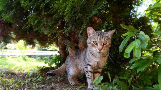 Пансионат «Дача» Всеволожск фото 7